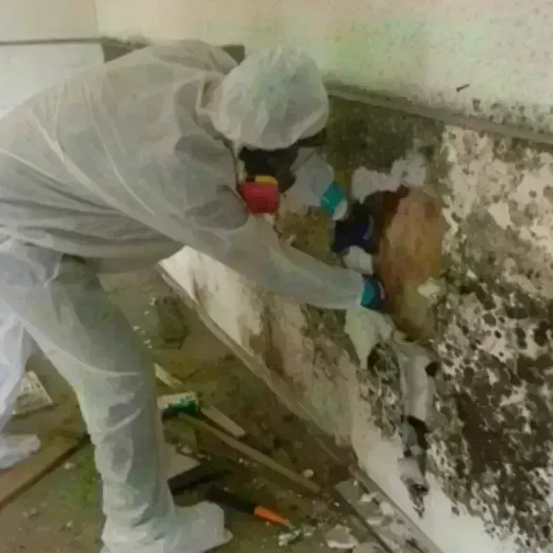 Mold Remediation and Removal in Albany, GA